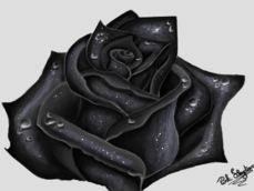 Dark Rose P/ Escarlate_