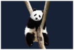 Yes, a panda! - for Lokenha.