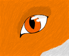 Fox Eye