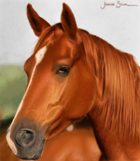 Cavalo p/ Isa_chatinha