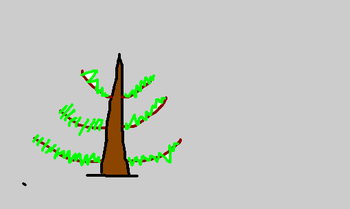 pinheiro