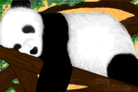 urso panda cochilando