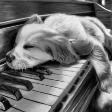 Dog no piano-p/Olivia