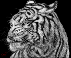 Tigre branco para MAMIS_RO <3