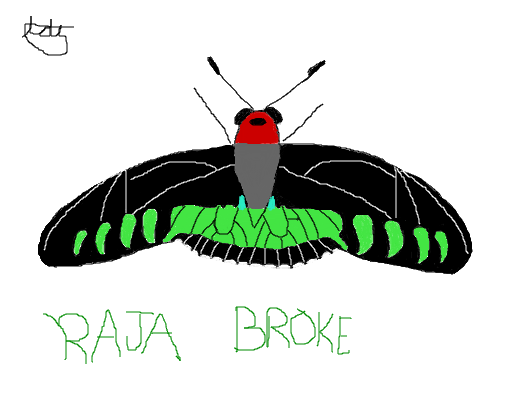Raja Broke Buttefly