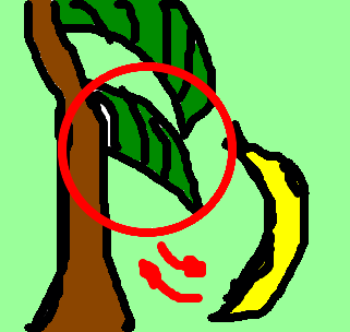 folha de bananeira