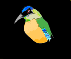 Udu-de-coroa-Azul