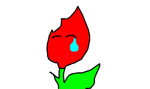 choram as rosas