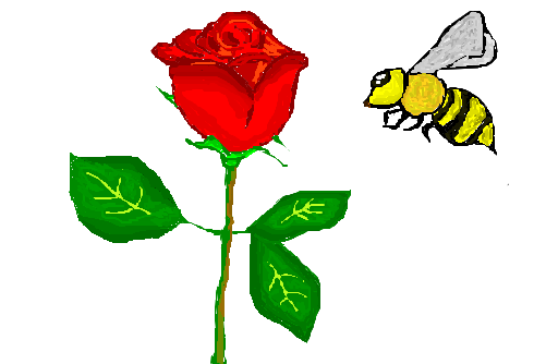 Rose and bee