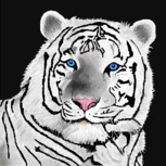 Tigre branco para maggot *-*