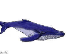Baleia Azul