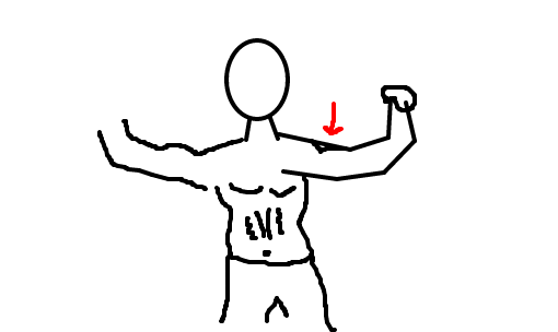bíceps
