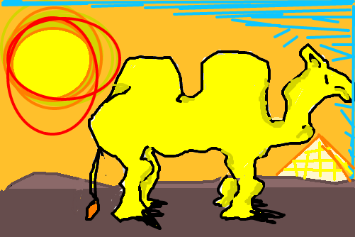 camelo do deserto