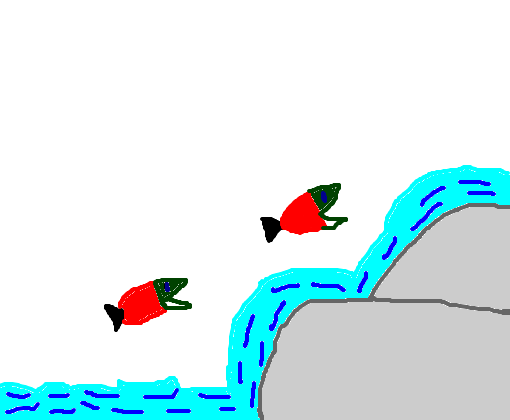 a corrida do salmão