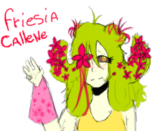 Friesia Callene.