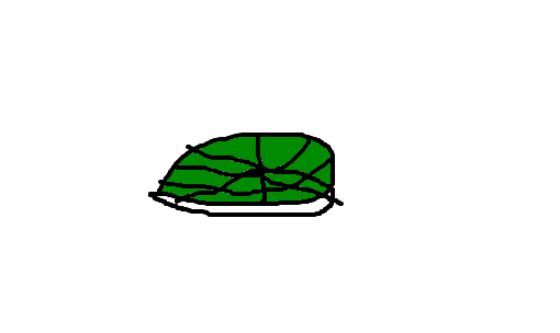 casco de tartaruga