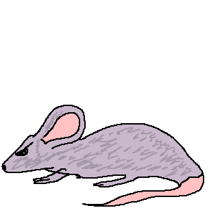 rato