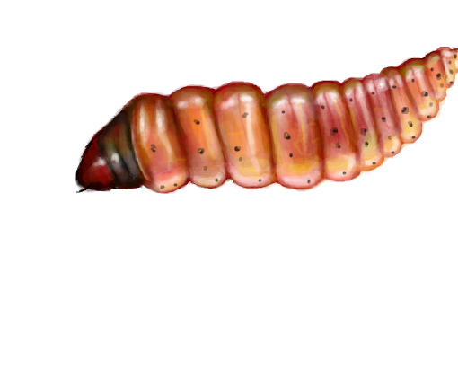 Larva - tentei