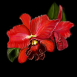 Orquidea Vermelha p/ LucasTeves