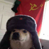 cachorro_sovietico