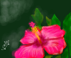 flor de ebisco