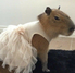 capybara_kuko