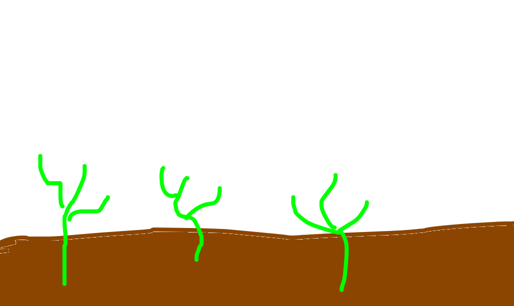 plantação