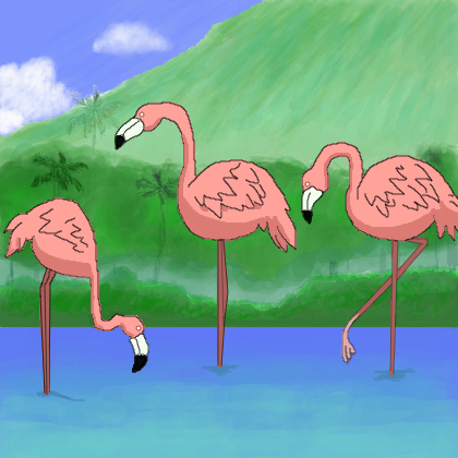 Flamingos