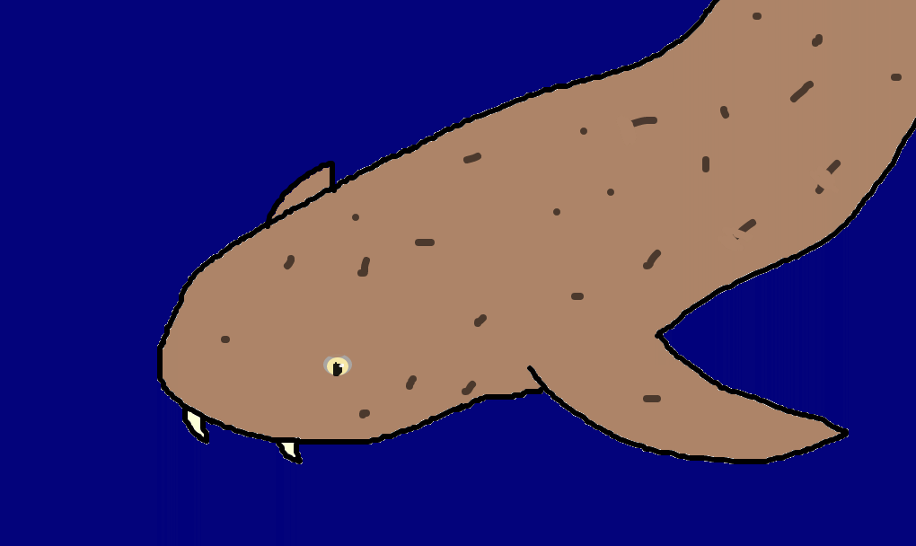 tubarão-lixa