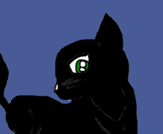 cat black