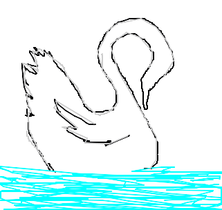 cisne