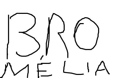 bromélia