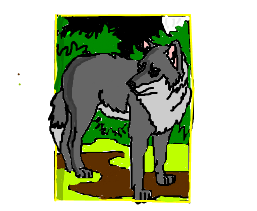 Lobo na floresta (C)