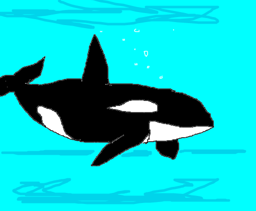 A Orca