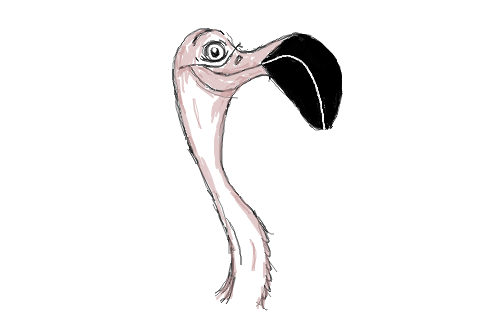 Pink, o Flamingo