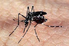 dengueinofensiva