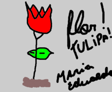 Flor Tulipa!!!