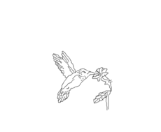 Colibri - Desenho#2