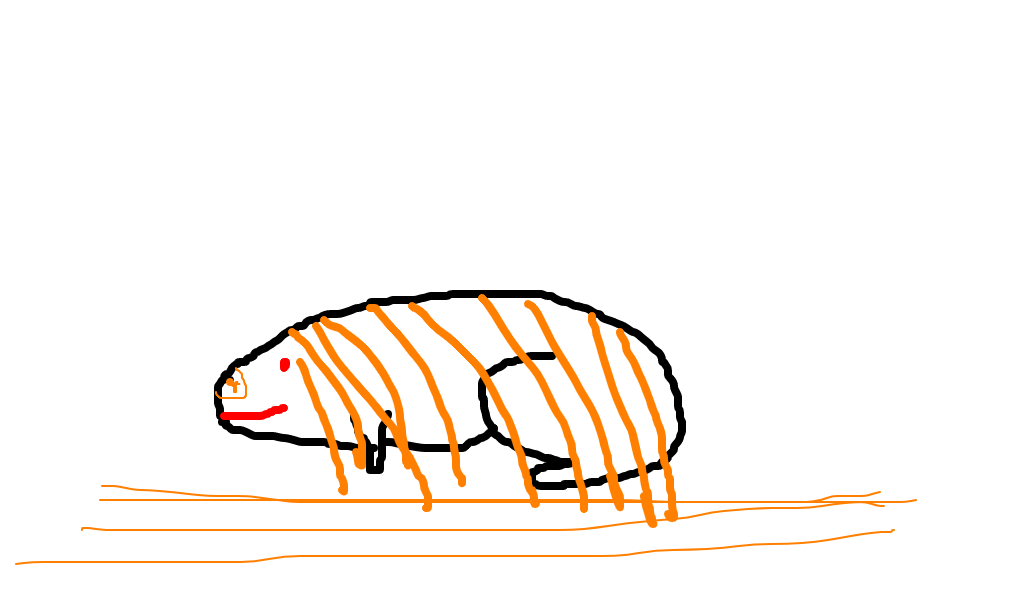 porquinho-da-índia