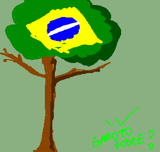 pau brasil