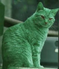 gato_verde