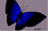 borboleta da couve