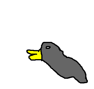ornitorrinco