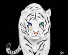 Tigre branco p/ yunu_