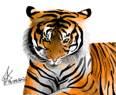 Tigre | By - Bronkz