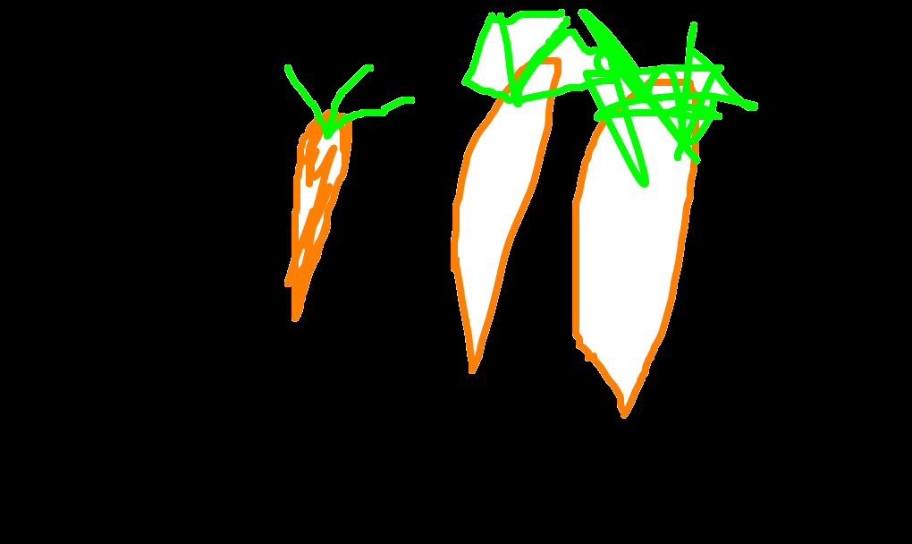 cenoura