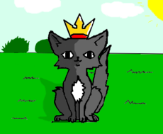 o gato rei