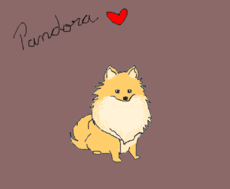 Minha cachorrinha Pandora