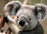 koalafofinha