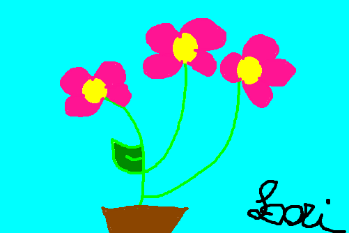Flores